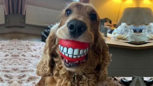 Here are some of the best FUNNY DOG videos of 2021 - I bet they'll make you laugh out loud!