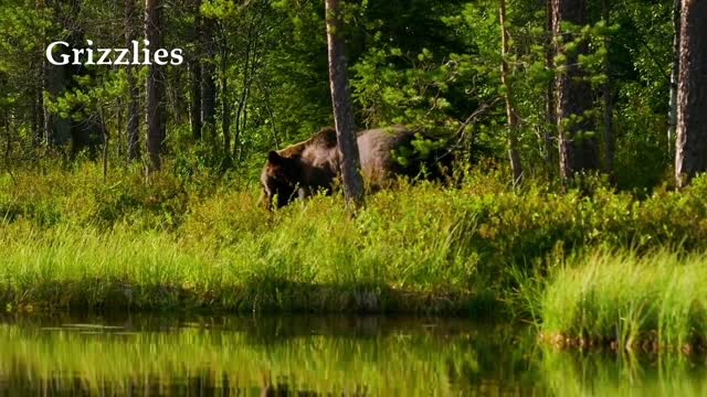 Bears are powerful animals