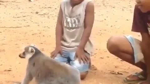 This adorable lemur can't get enough back scratches!