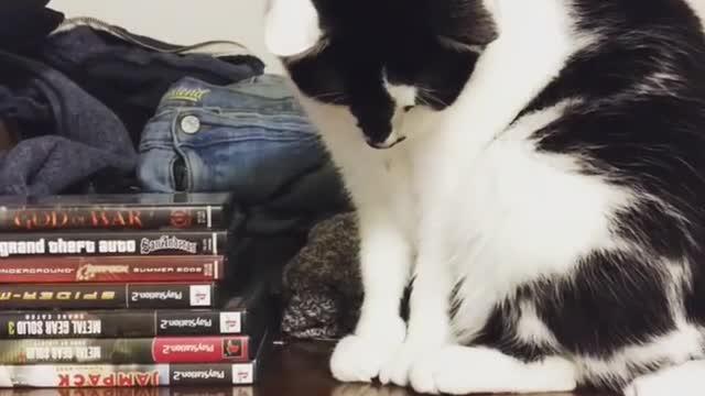 Black white cat drops coin off shelf