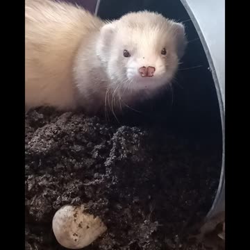 Dirty boy! Ferret digging!