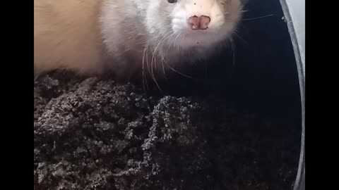 Dirty boy! Ferret digging!