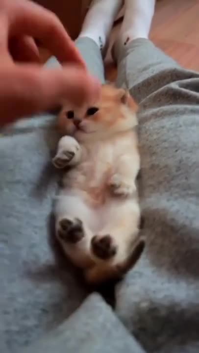 cute cat shorts❤#shorts #cat #cutecat