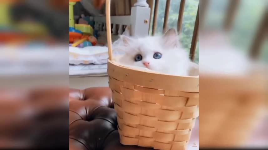 Baby cat - cute and funny cat video