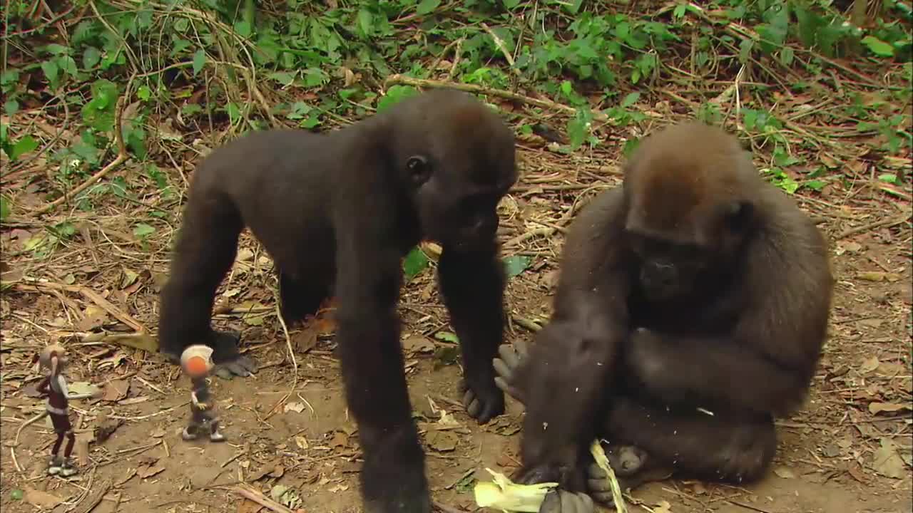 * GORILLA * | Animals For Kids | All Things Animal TV