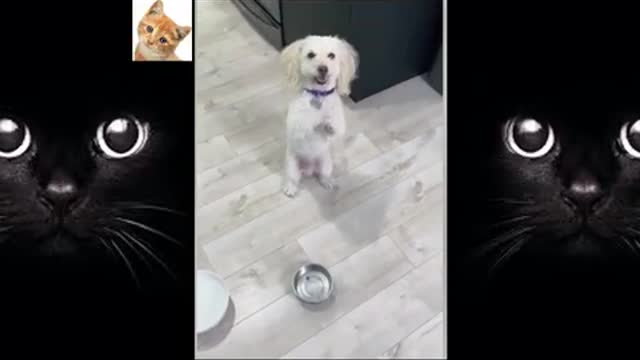 FUNNY ANIMAL REACTION