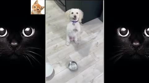 FUNNY ANIMAL REACTION