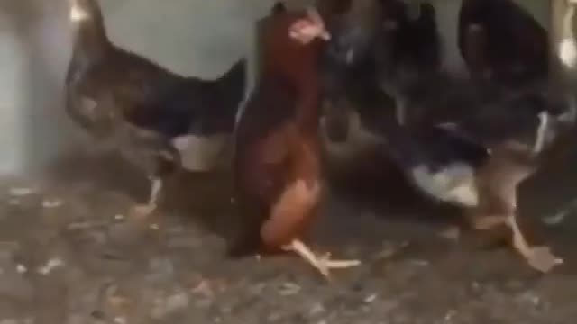 The wrong chicken chooses a friend