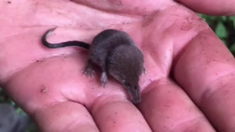 Mini Elephant shrew