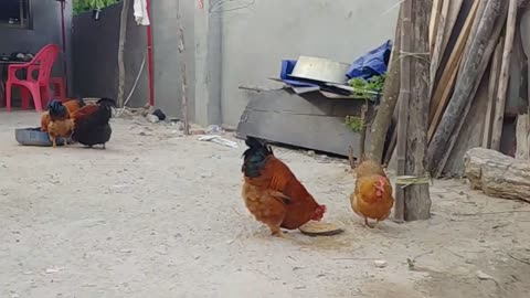 Chickens eat to peck with their mouths