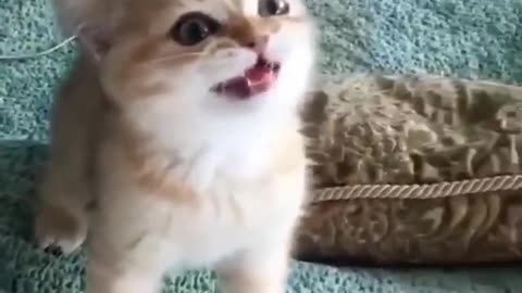 Angry pet cat