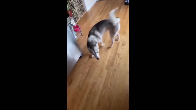 Talking Siberian Husky tik tok challenge | Cute Funny Pets Videos 2020 | Stress Relievers