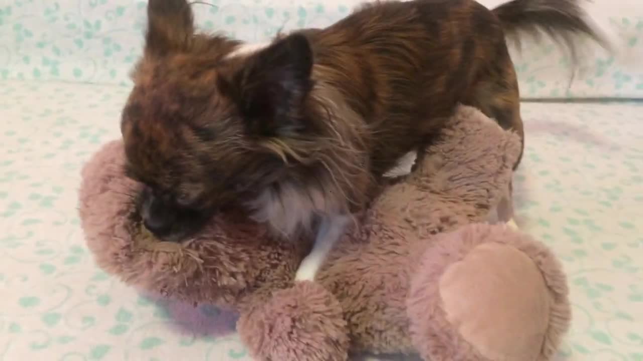 Playing with his teddy bear