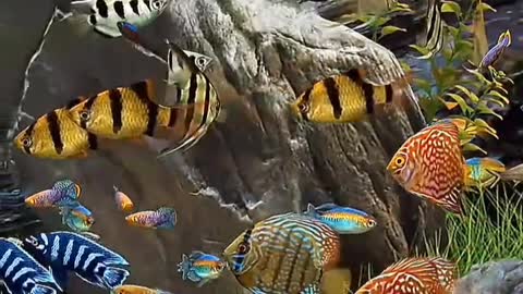 Underwater world colorful fish