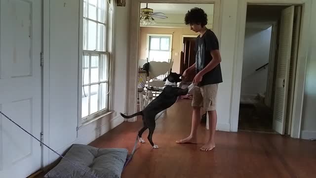 Dog dancing with Ladybird