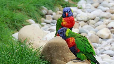 A couple of beautiful birds