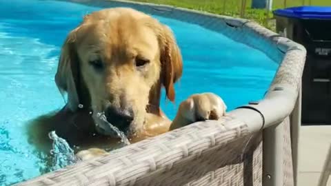 He likes to play ball in the pool