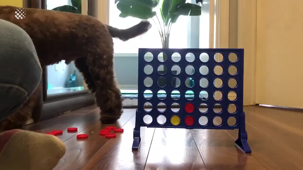 Clever Dog Plays Connect 4 With Canadian Owner