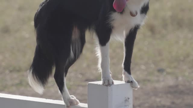 dog-standing-on-a-fence