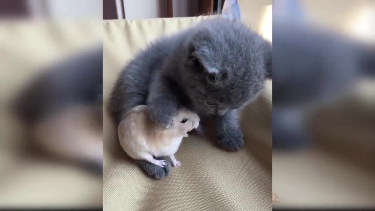 Baby Cats - Cute and Funny Cat Videos Compilation #11
