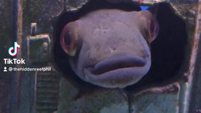Manual manga Pike Fish