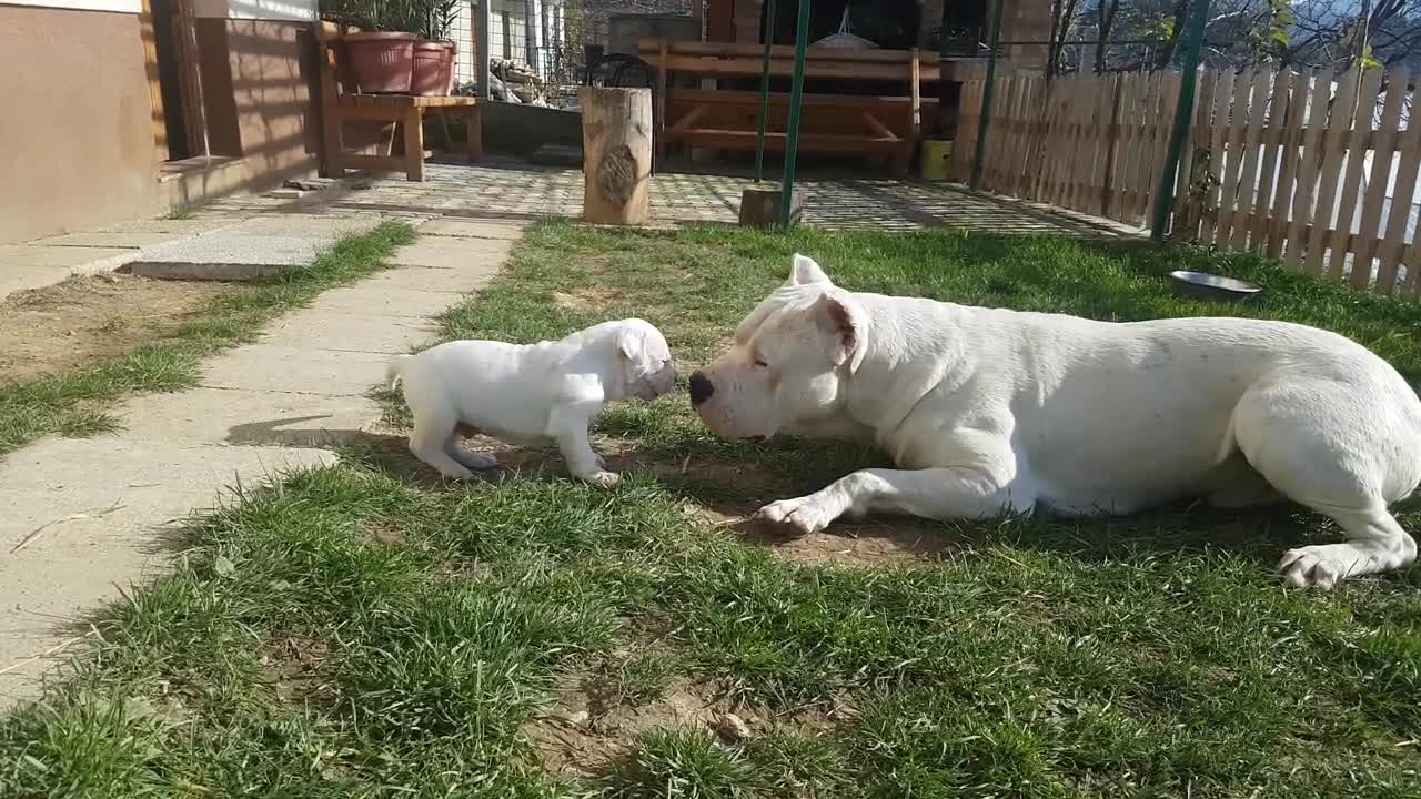 Dogo Argentino playing