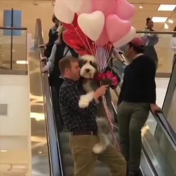 Man holds Sheepadoodle and balloons on escalator