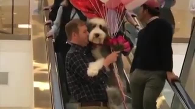 Man holds Sheepadoodle and balloons on escalator