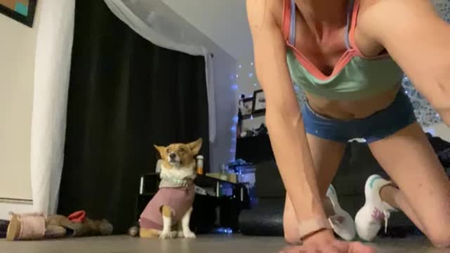 Corgis-the best stretching partner