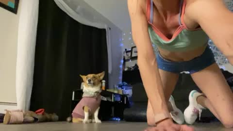 Corgis-the best stretching partner