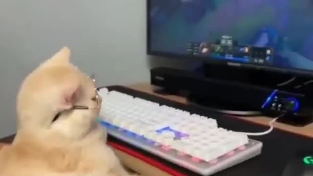 Cat Playing Pc Funny,😅😅😅