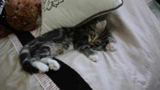 Adorable kitten develops her dragon roar