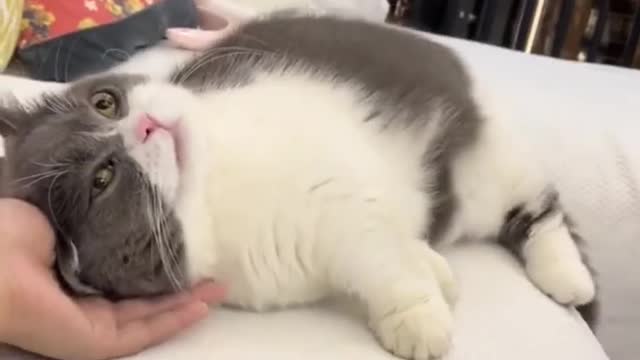 OMG 😱 cute cat 😍😘