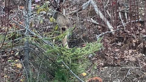 Rare Close Encounter with Endangered Northern Maine Canadian Lynx