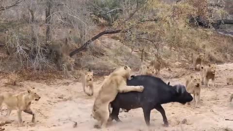 The best battles of the animal world, Lion, Buffalo, Leopard, Jackal | Animal Videos