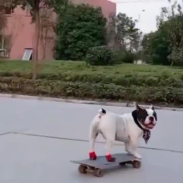 skateboarding champion medal