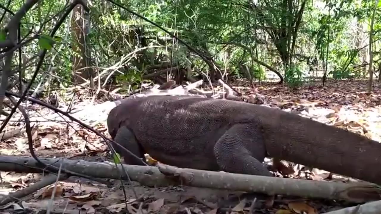 Komodo Dragon Carnage: Swallowing Kin Alive in Ruthless Wildlife Encounter!"🐉😱