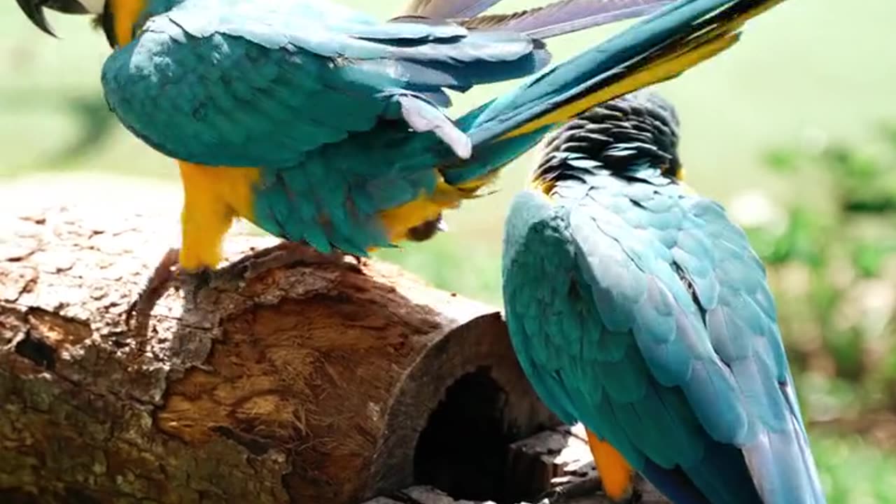 Two beautiful birds