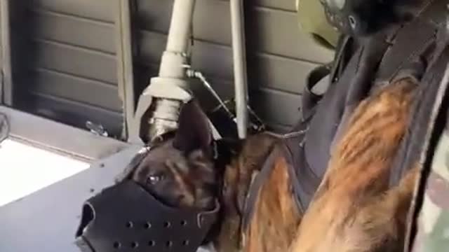 Army rangers dog jumping