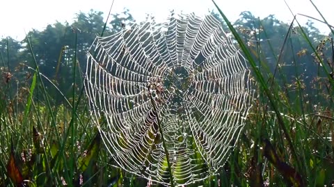 Spider Web