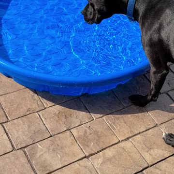 Pitbull mixes discover a pool