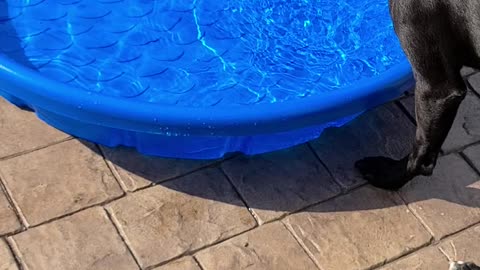 Pitbull mixes discover a pool