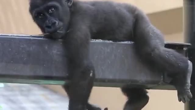 Baby chimpanzee