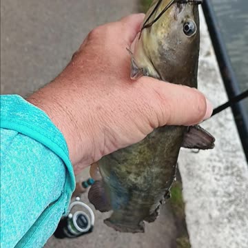 Bullhead catfish.