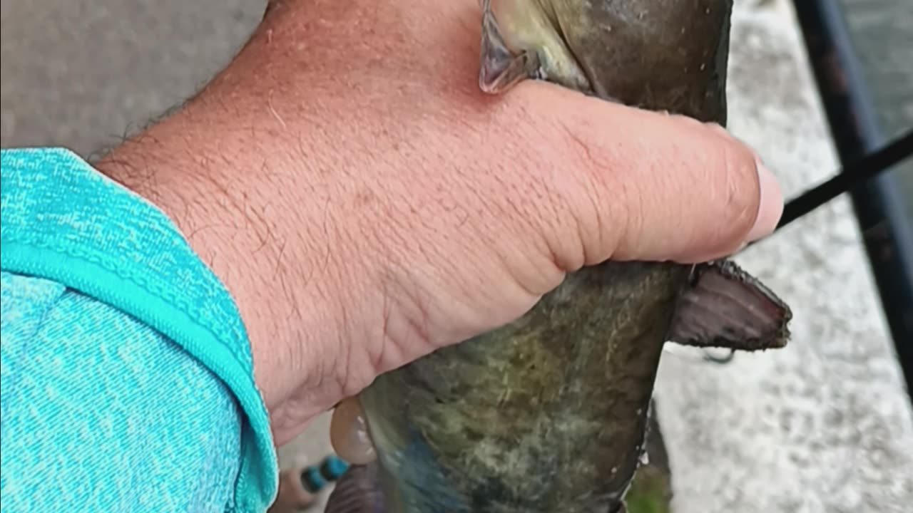 Bullhead catfish.