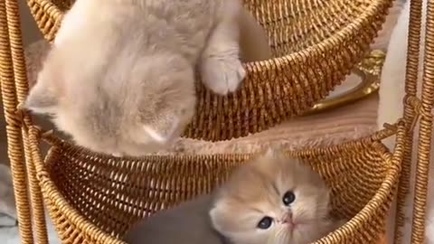 Funny Cat videos