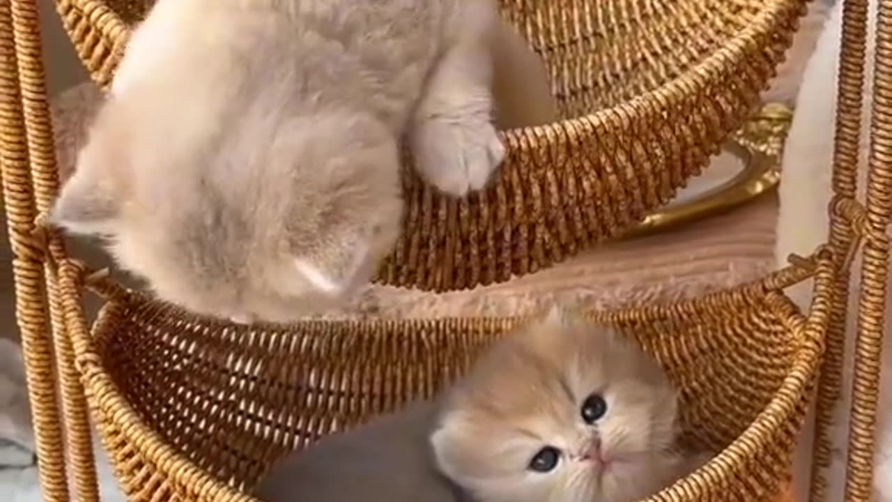 Funny Cat videos