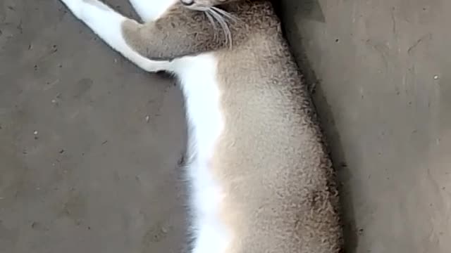 Cat fun