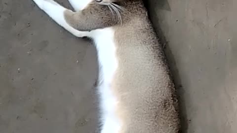Cat fun