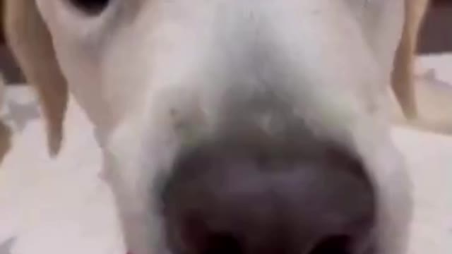 Golden Retriever Vs Labrador